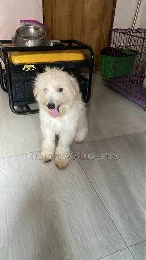 3-6 months Male Mixed Breed Lhasa Apso