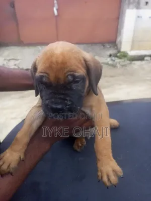 1-3 months Male Purebred Boerboel