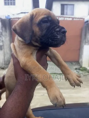 1-3 months Male Purebred Boerboel