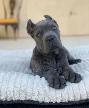 1-3 months Male Purebred Cane Corso