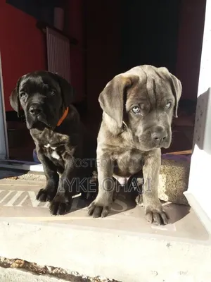 1-3 months Male Purebred Cane Corso