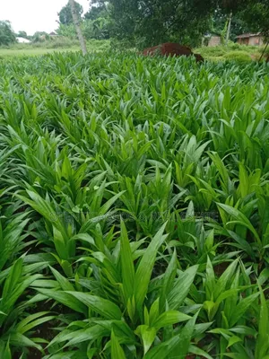 Super Gene Palm