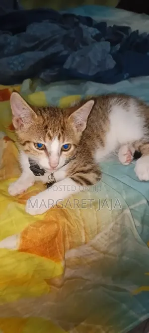 6-12 months Male Mixed Breed Tabby