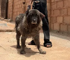1+ year Female Purebred Caucasian Shepherd