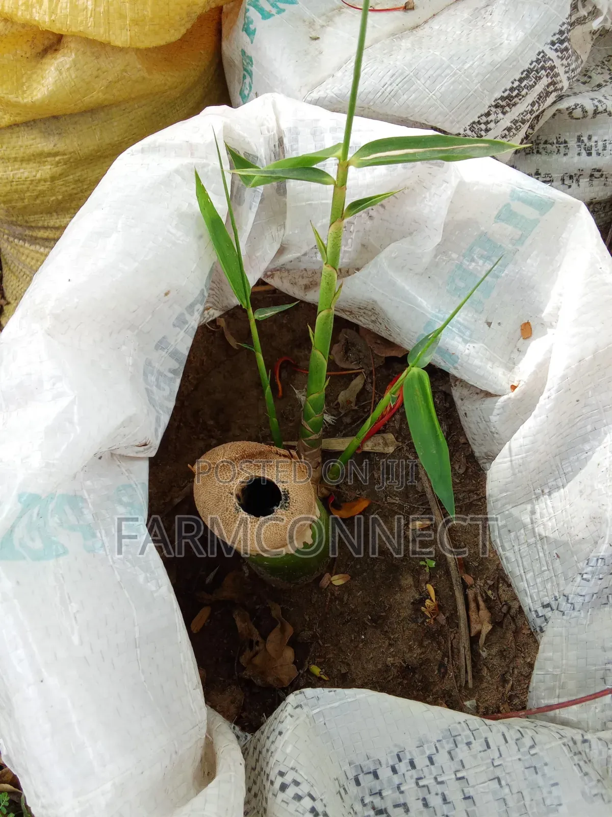 Bamboo Seedlings