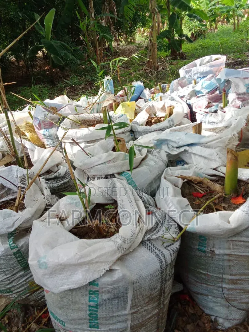 Bamboo Seedlings