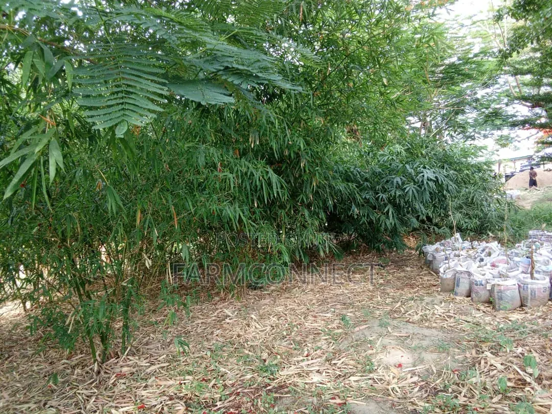Bamboo Seedlings
