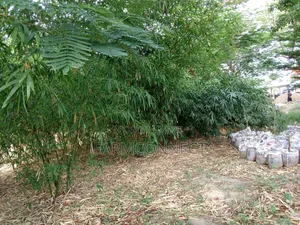 Bamboo Seedlings