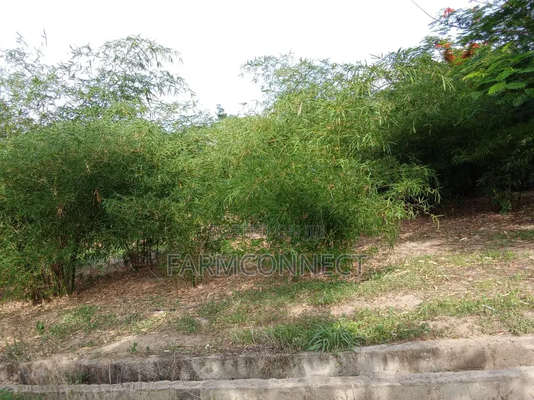 Bamboo Seedlings