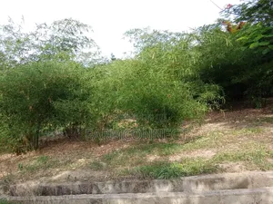 Bamboo Seedlings
