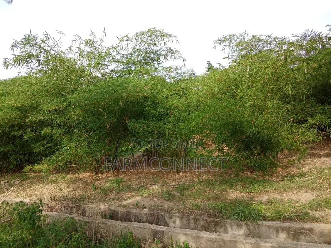 Bamboo Seedlings