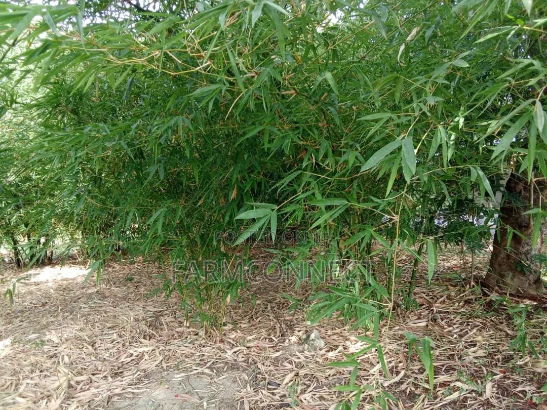 Bamboo Seedlings
