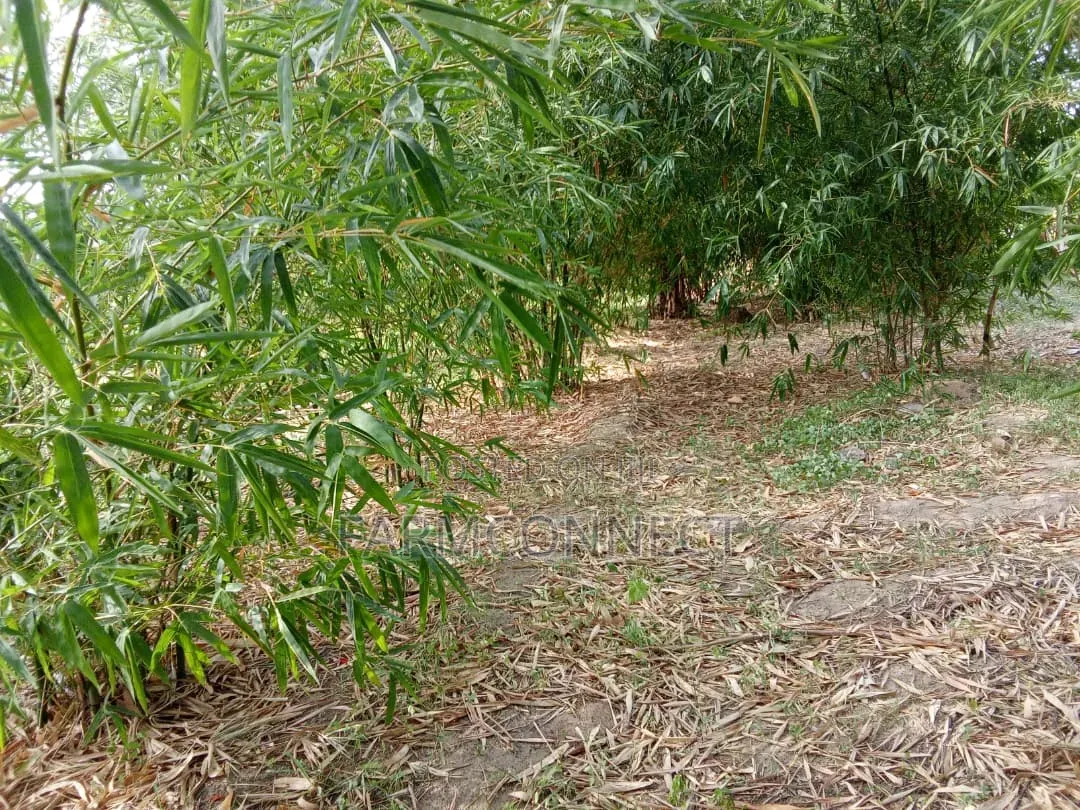 Bamboo Seedlings