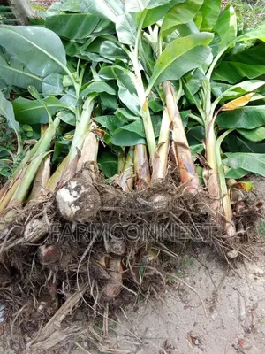 Hybrid Plantain Suckers