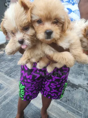 1-3 months Female Purebred Lhasa Apso