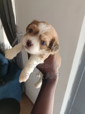 0-1 month Female Purebred Lhasa Apso