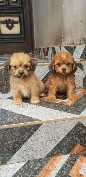 1-3 months Male Purebred Lhasa Apso
