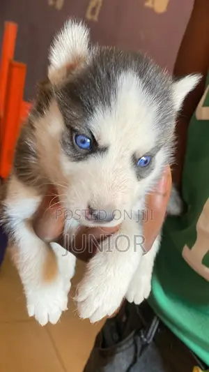 0-1 month Female Purebred Siberian Husky