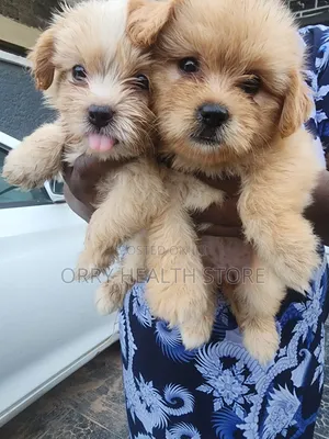 1-3 months Female Purebred Lhasa Apso