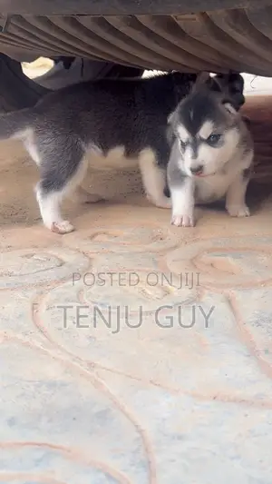 0-1 month Female Purebred Siberian Husky