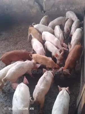 Healthy Tn70 Large White Piglets for Sale
