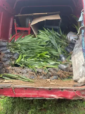 Benzene Agro