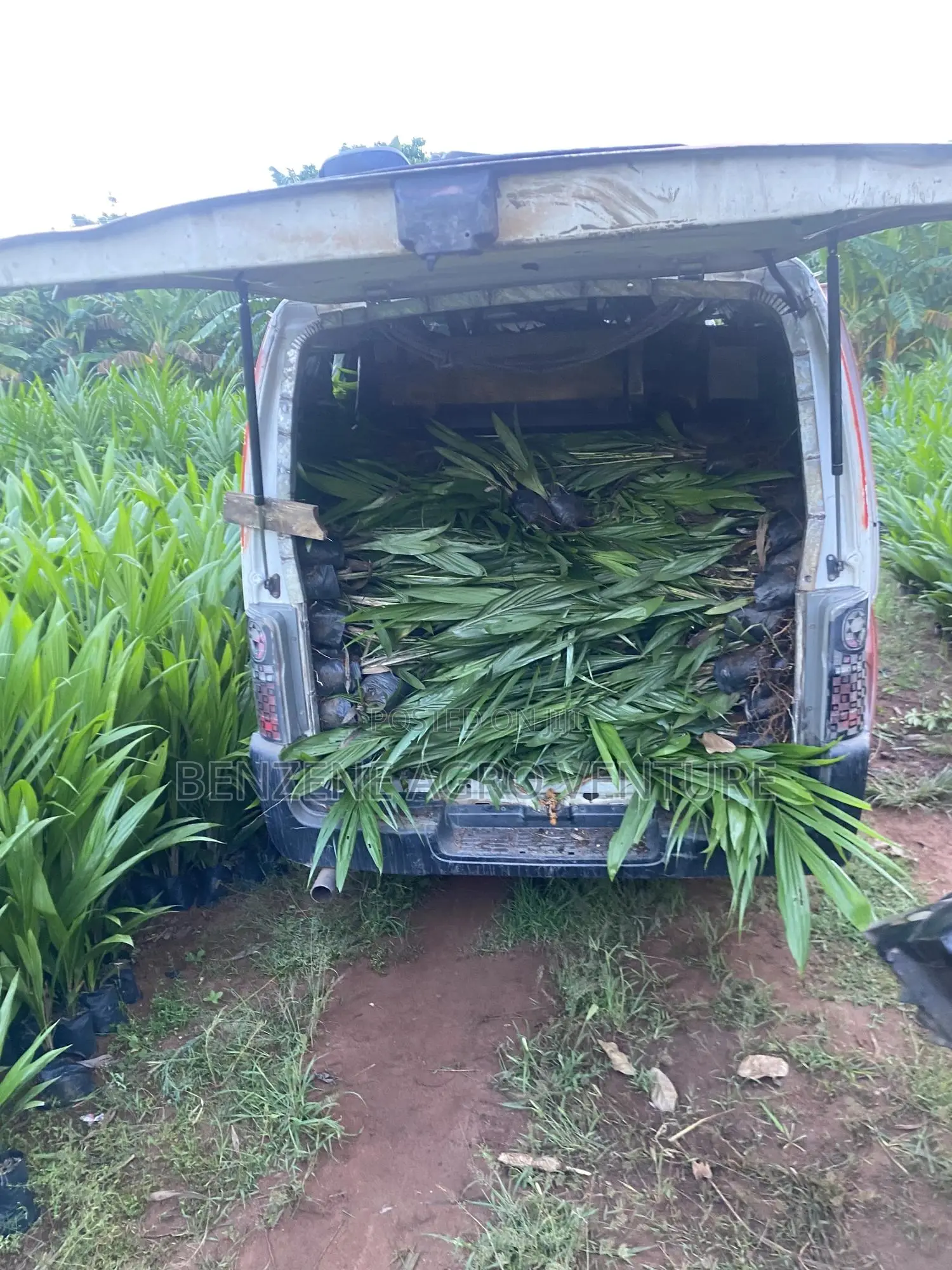 Benzene Agro