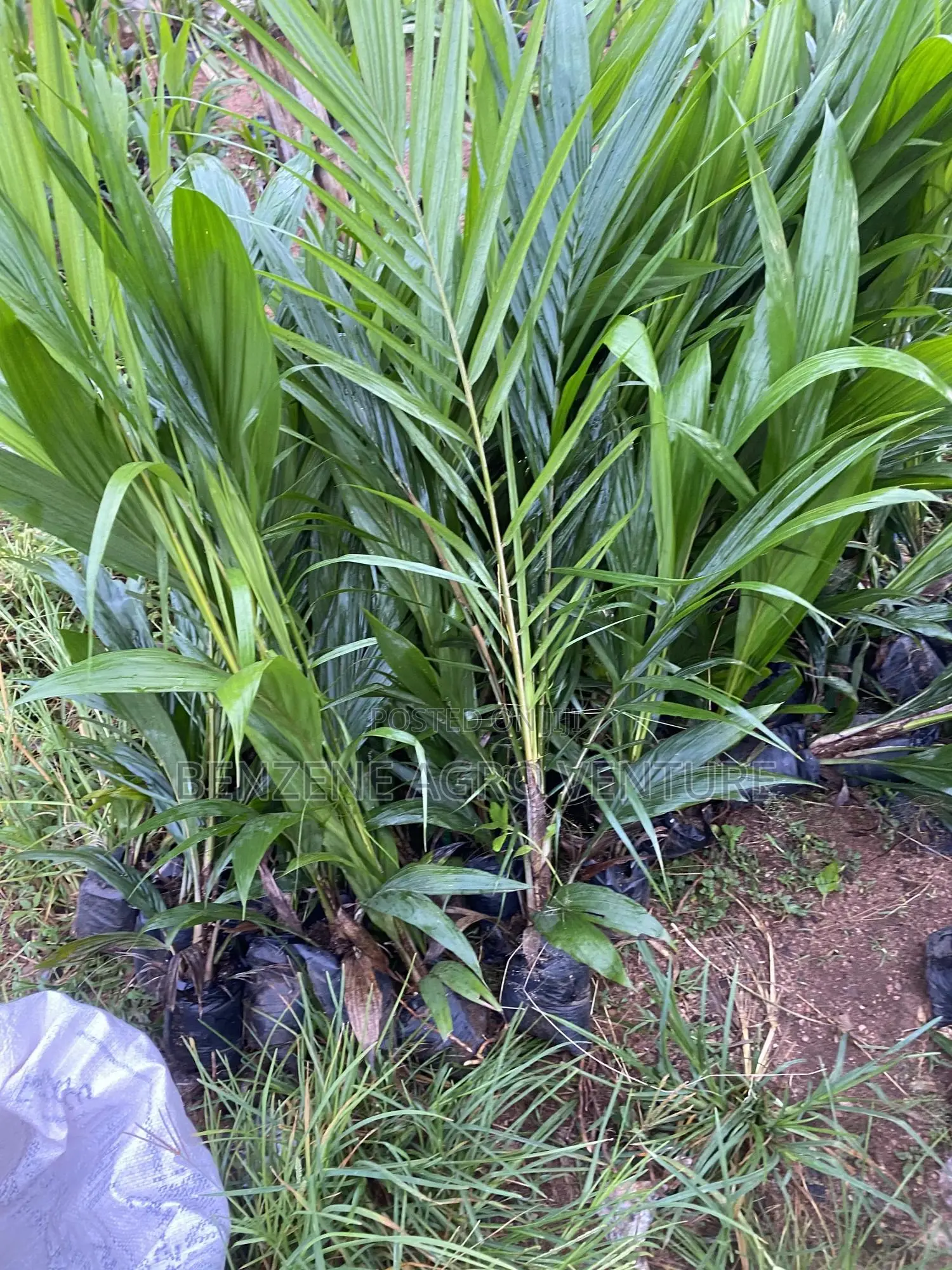 Benzene Agro