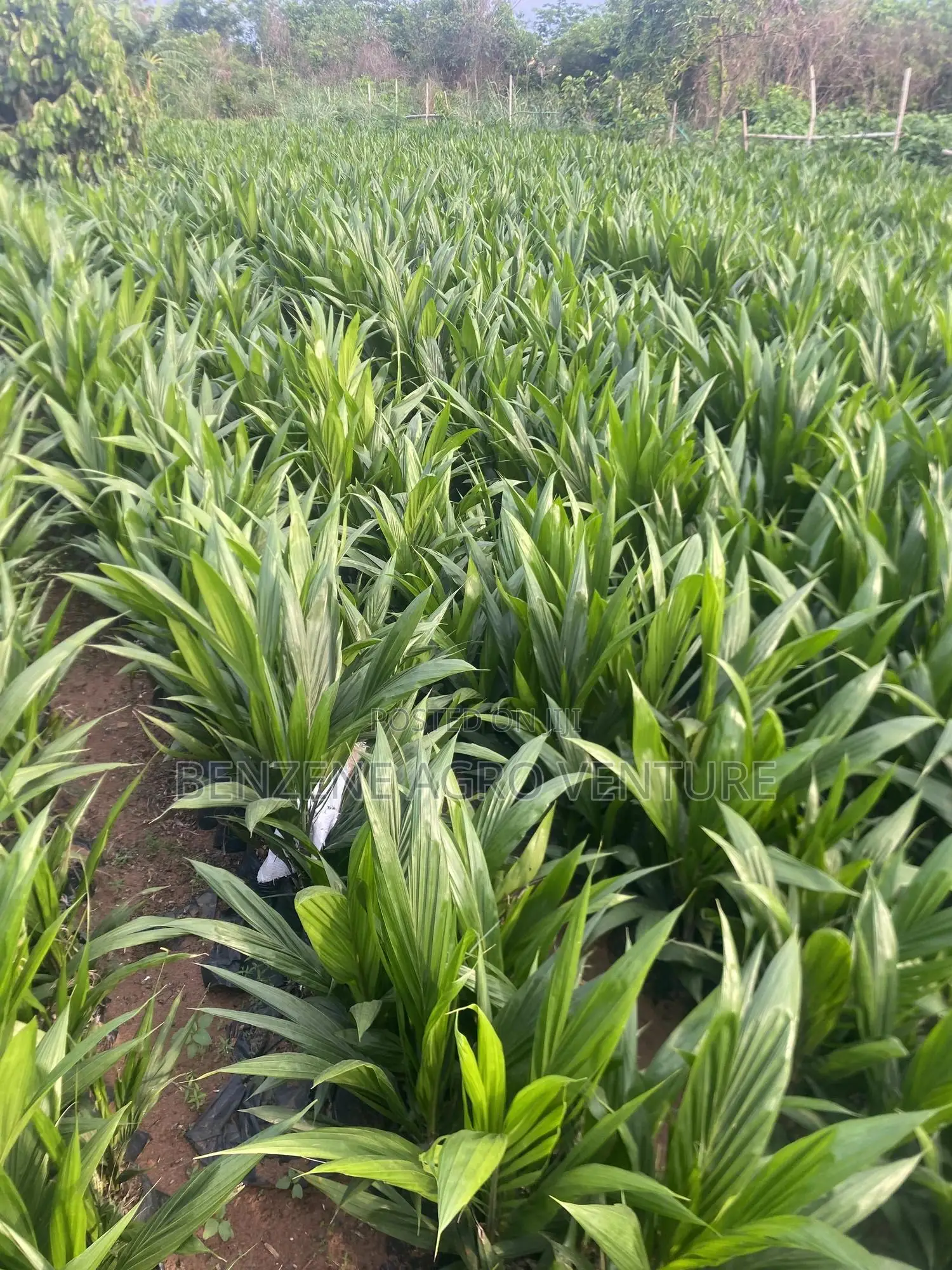 Benzene Agro