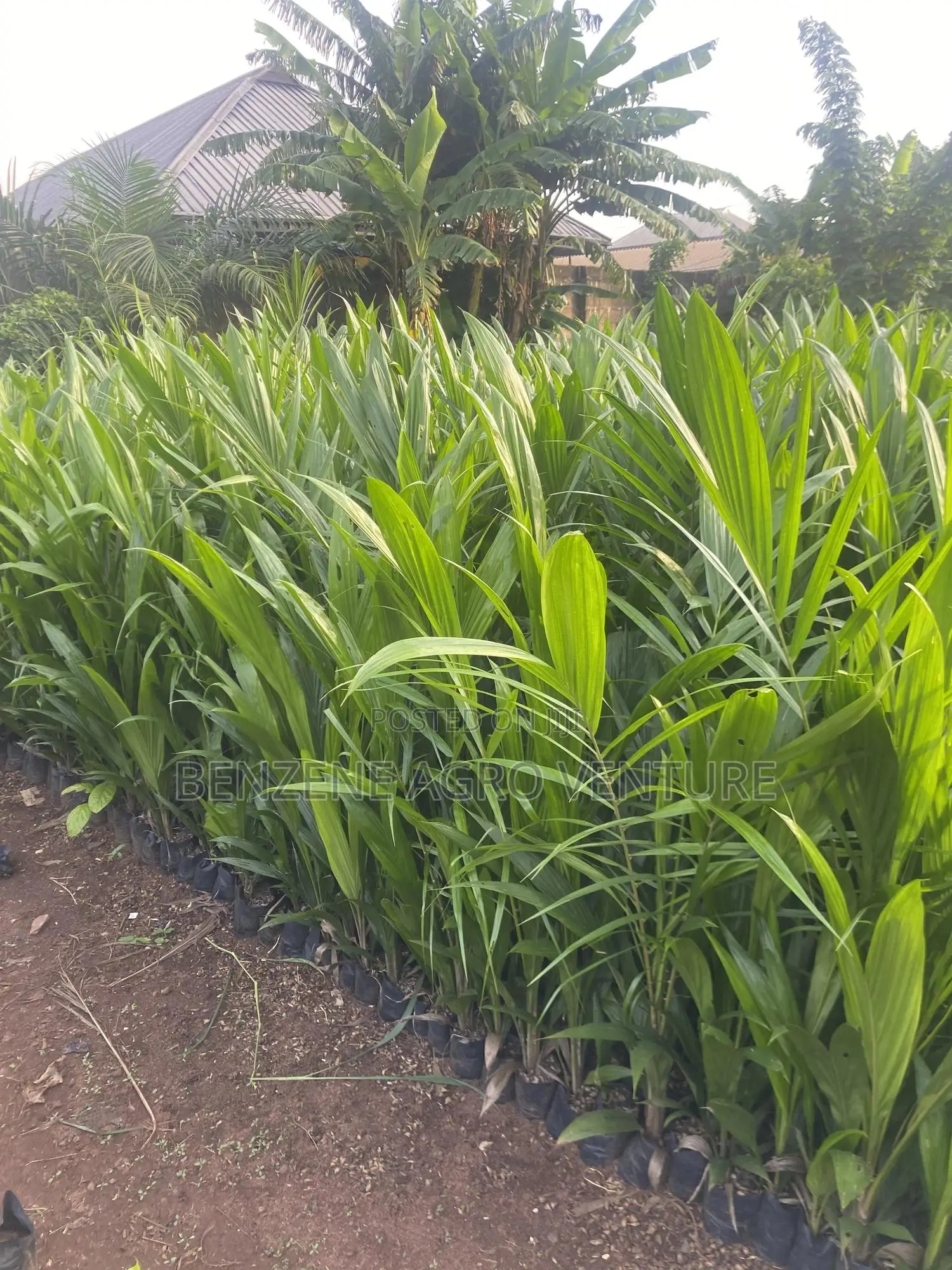 Benzene Agro