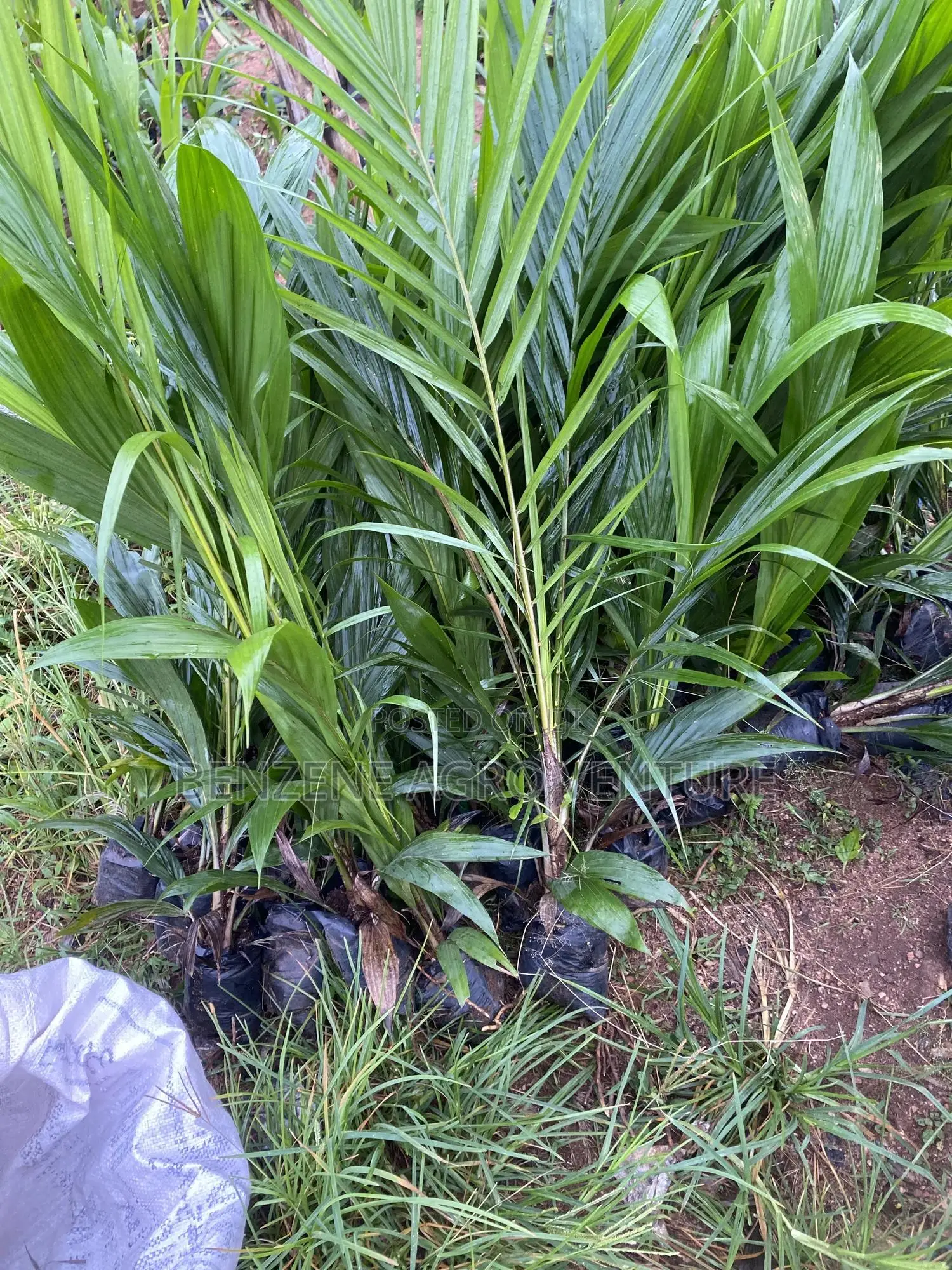 Benzene Agro