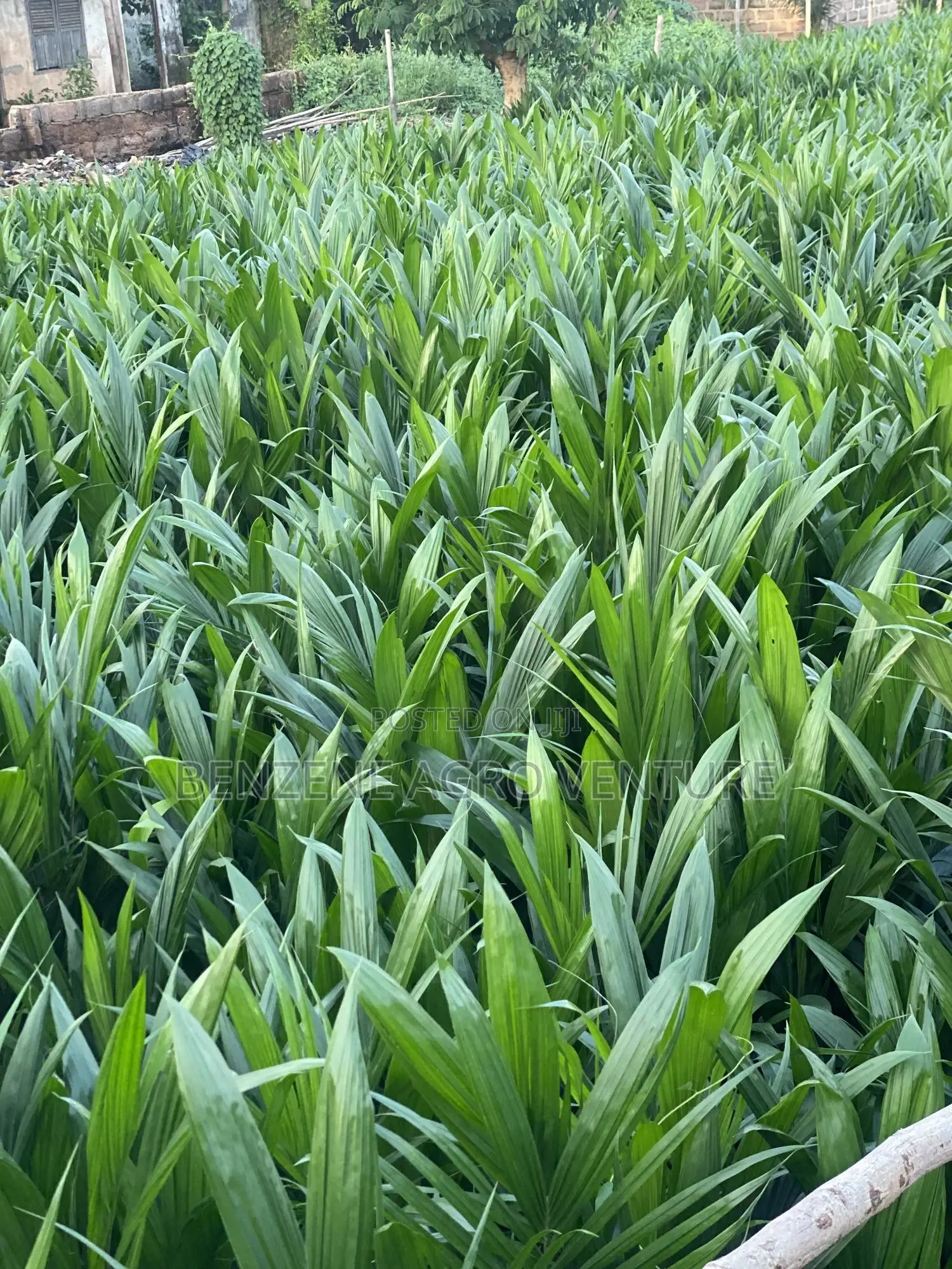 Benzene Agro