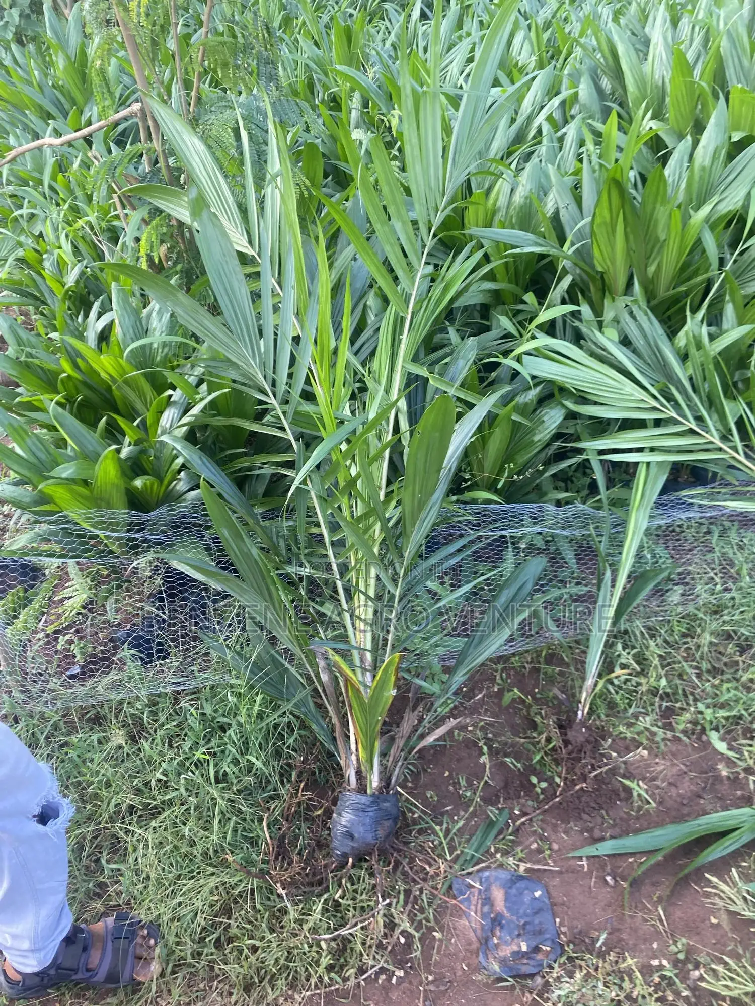 Benzene Agro