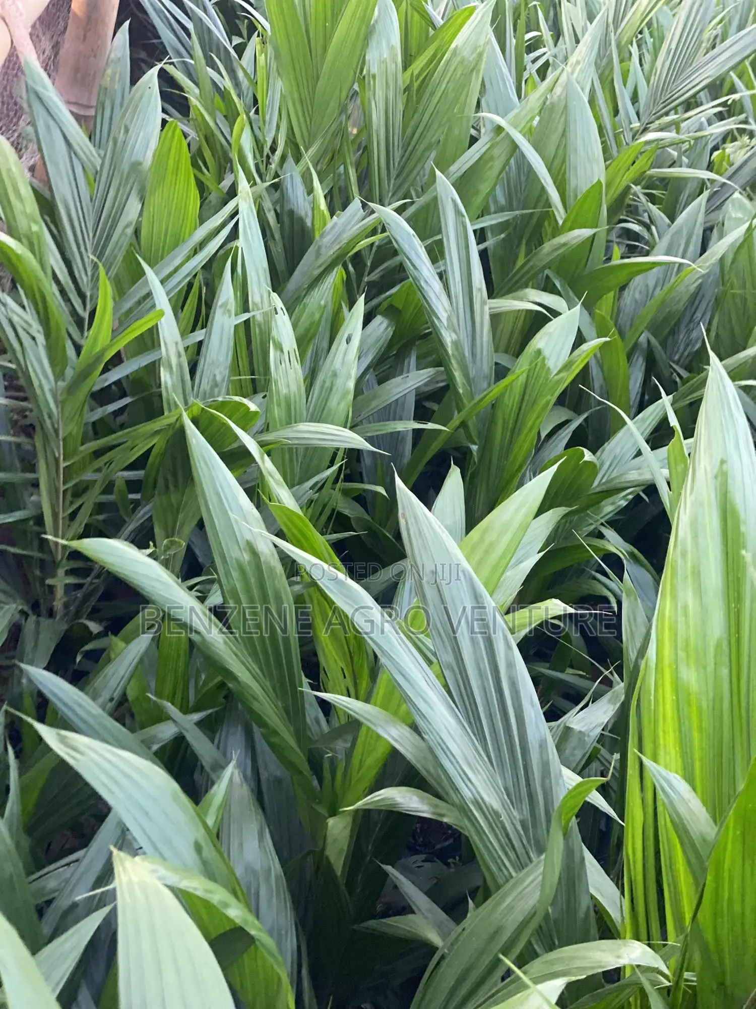 Benzene Agro