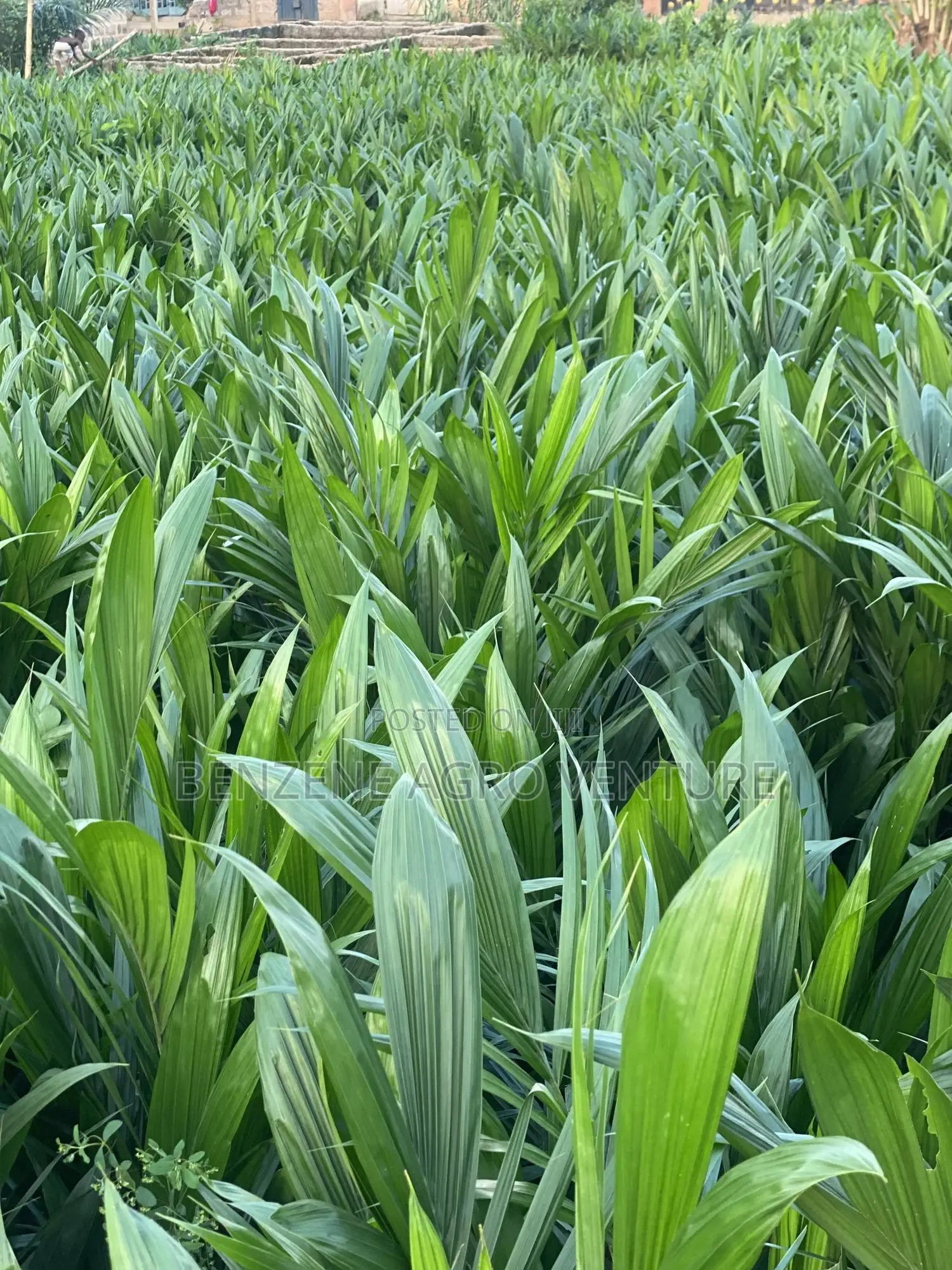 Benzene Agro