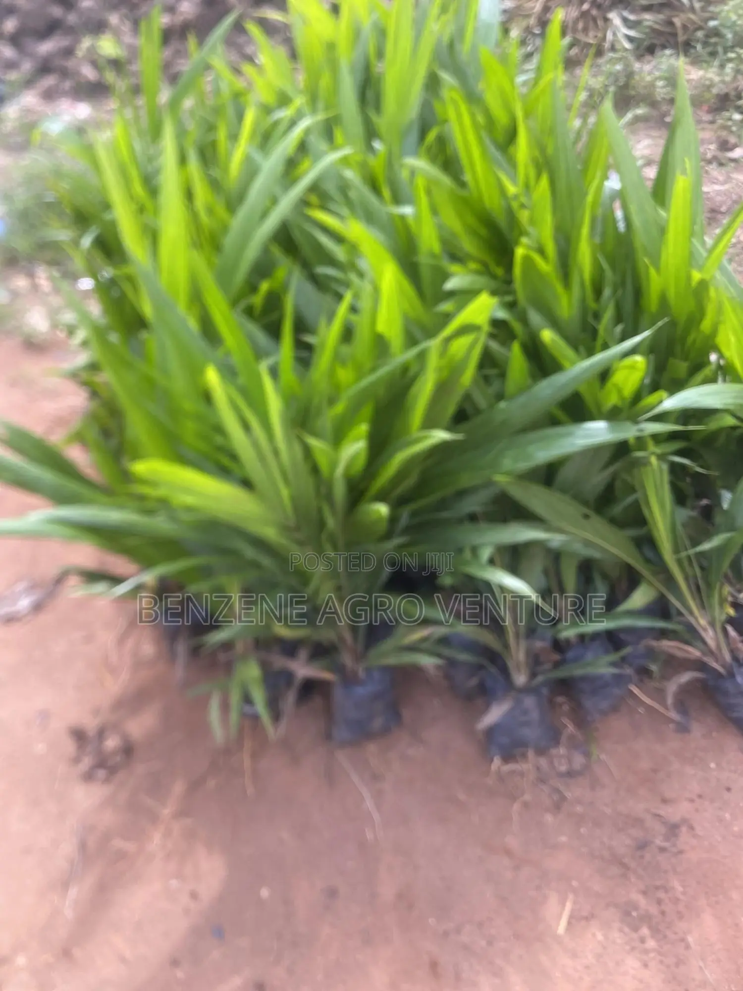 Palm Seedling