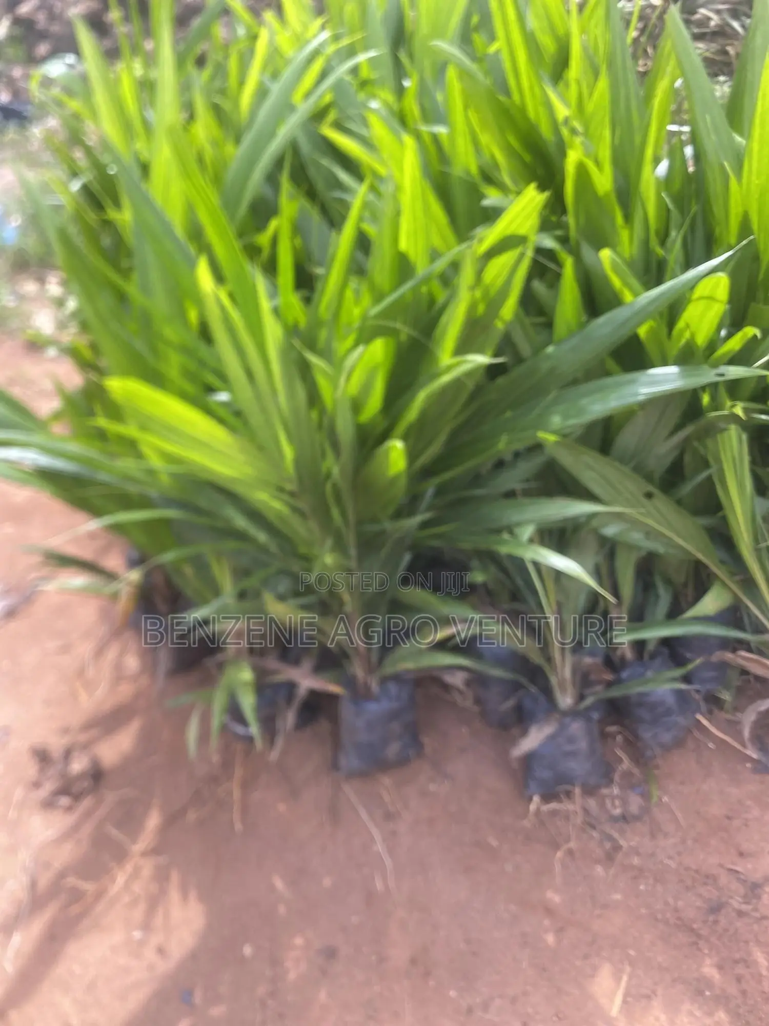 Palm Seedling