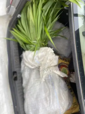 Palm Seedling