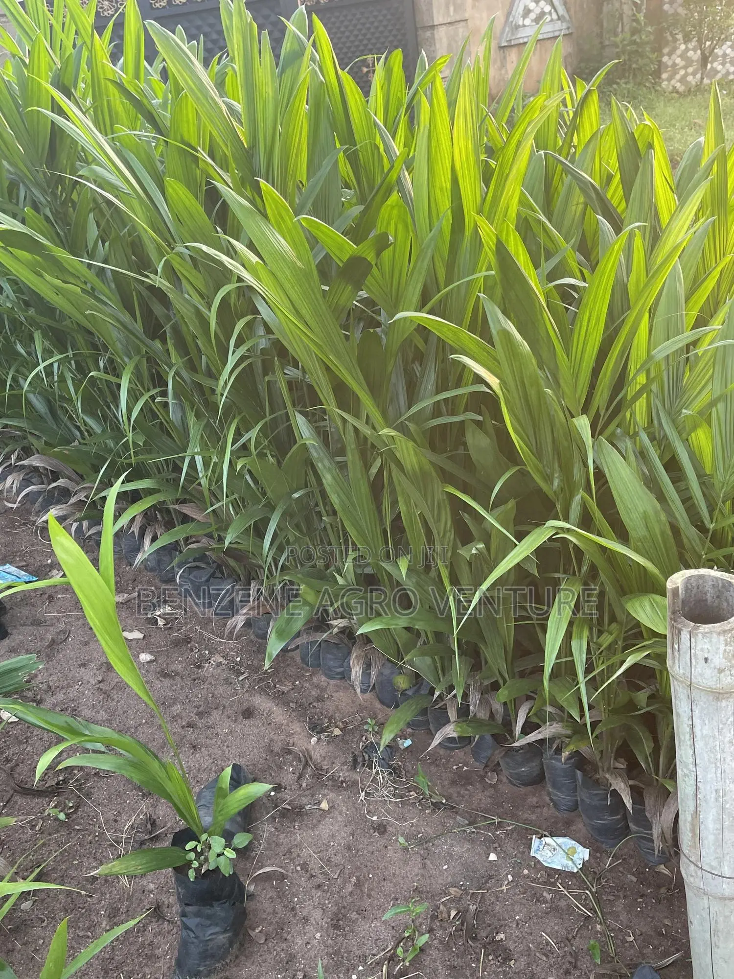 Palm Seedling