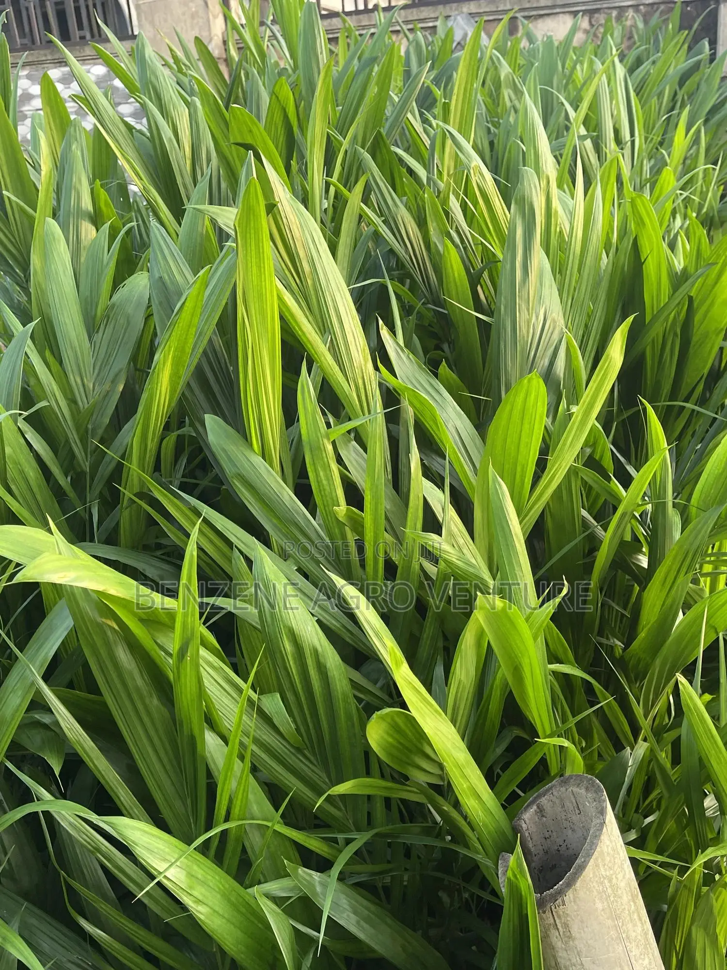 Palm Seedling