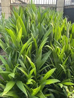 Palm Seedling