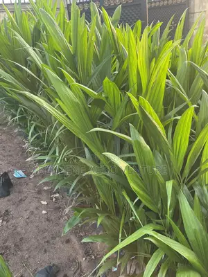 Palm Seedling
