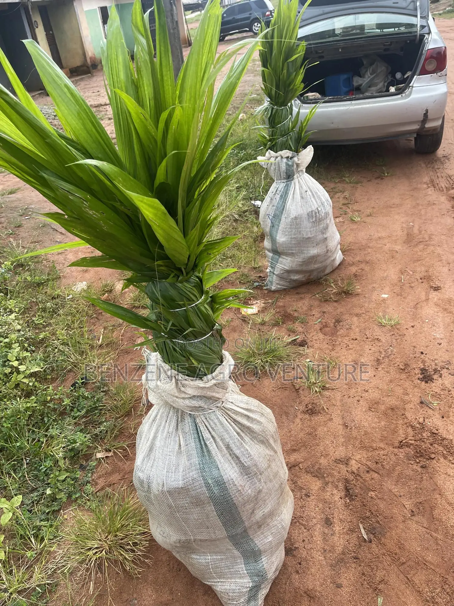 Palm Seedlings