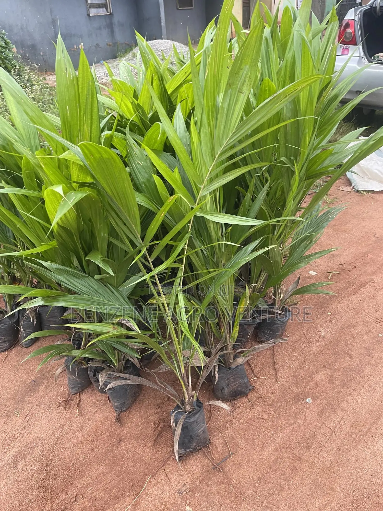 Palm Seedlings