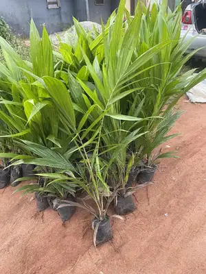 Palm Seedlings
