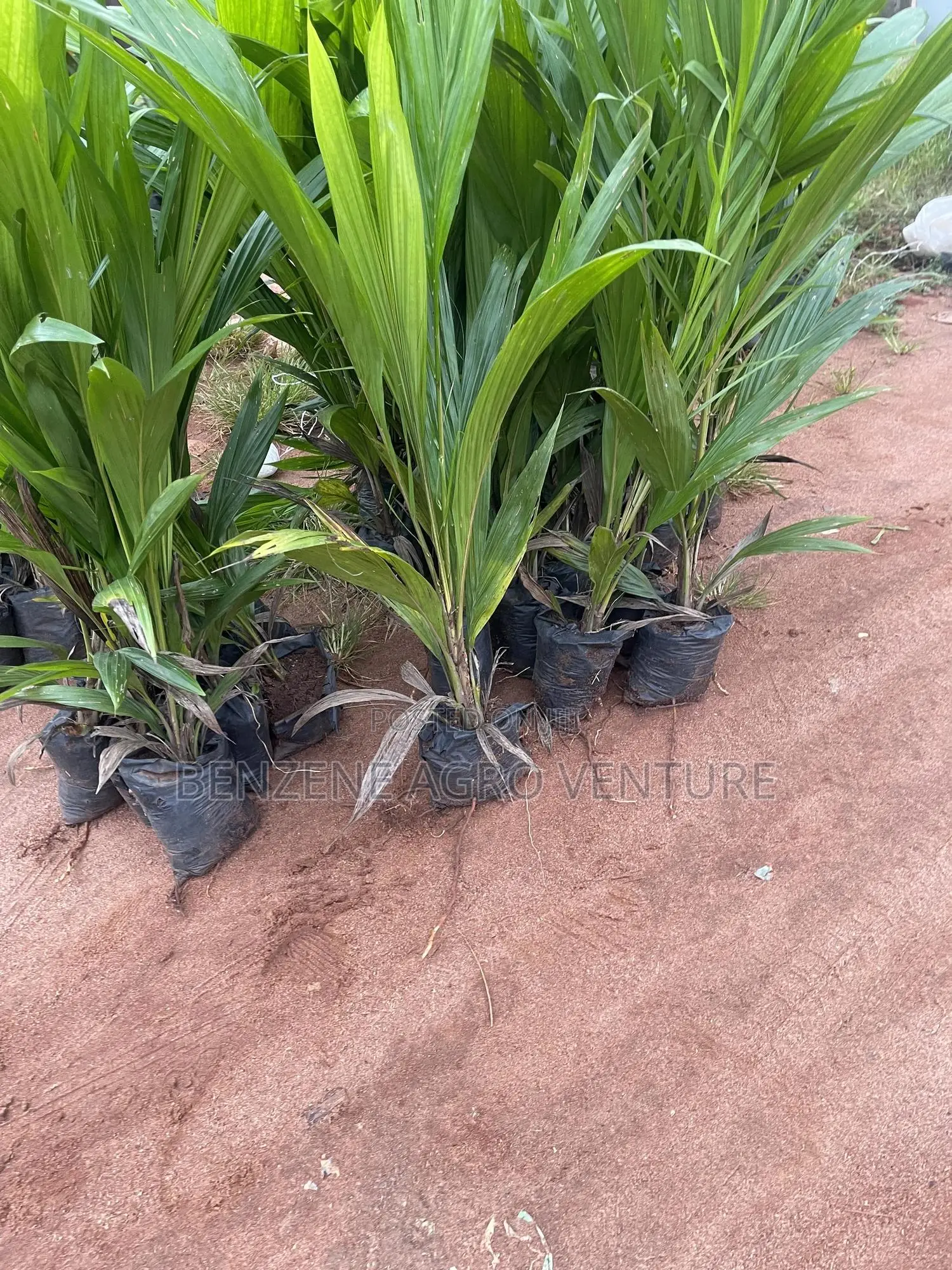 Palm Seedlings