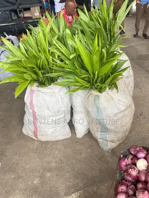 Palm Seedlings
