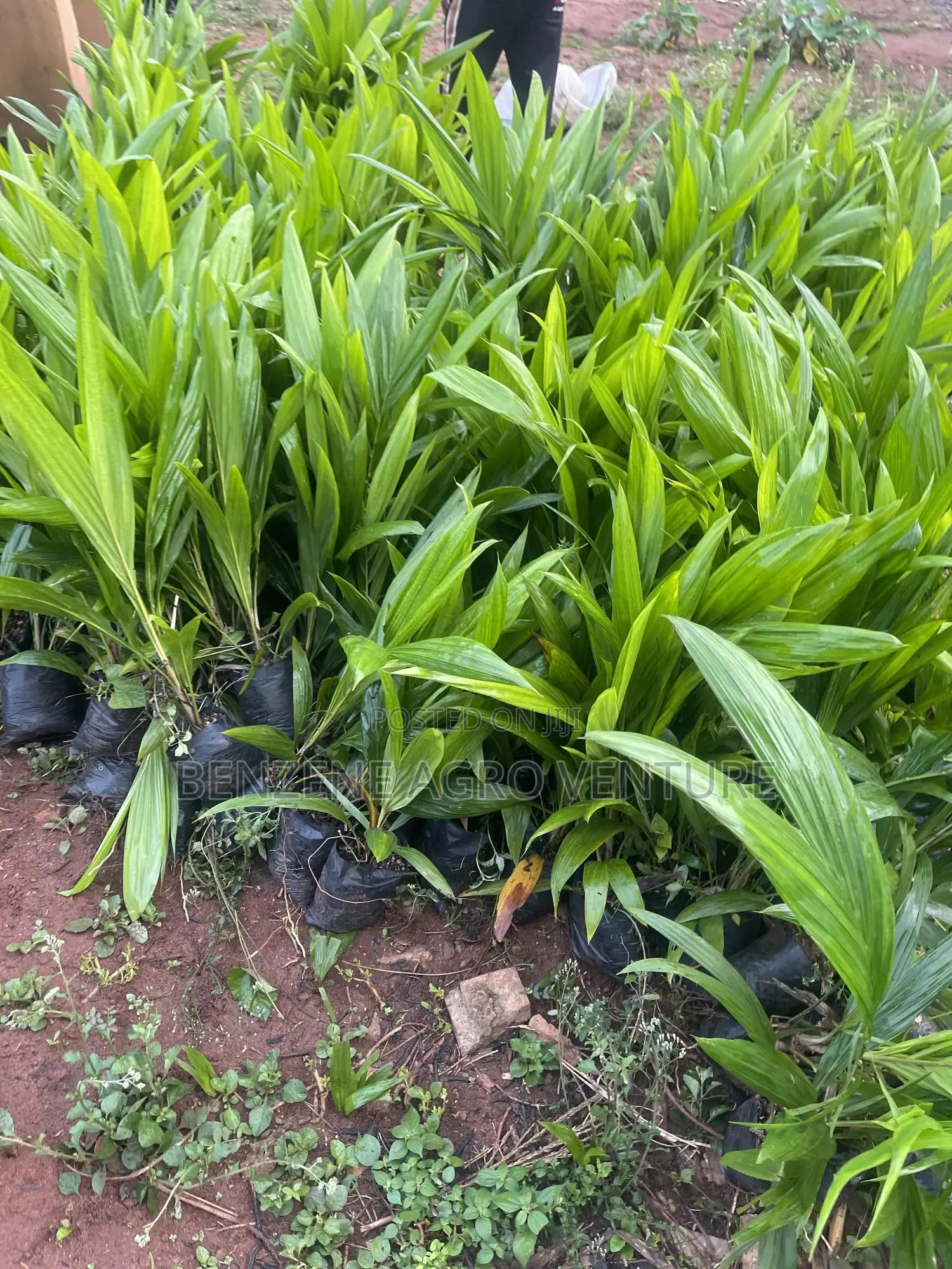 Palm Seedlings