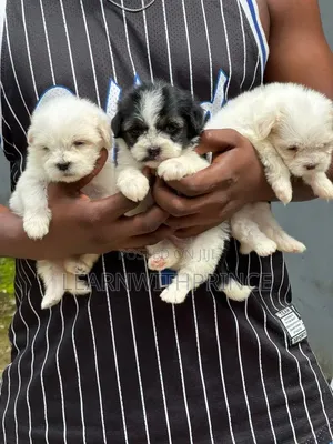 1-3 months Female Purebred Lhasa Apso