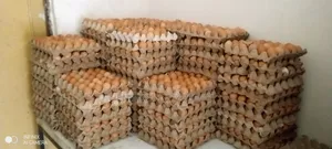 Fresh Egg Direct From Our Farm